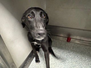 ELDERBERRY - Belgian Shepherd Malinois available for adoption