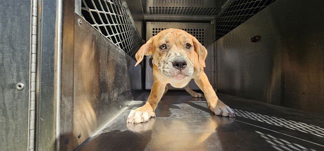 DAZZLE - American Staffordshire Terrier available for adoption