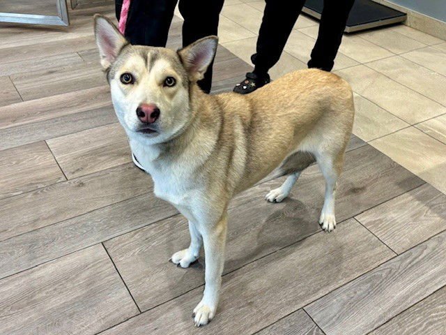 ALINA - Siberian Husky available for adoption