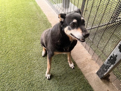 AMARGA - Rottweiler / Labrador Retriever available for adoption