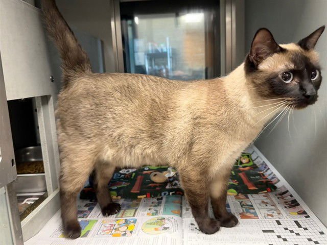 MELANIE - Siamese available for adoption