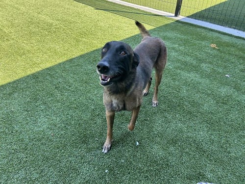 KANE - Belgian Shepherd Malinois available for adoption