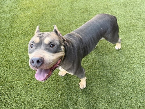LOKI - American Pit Bull Terrier available for adoption