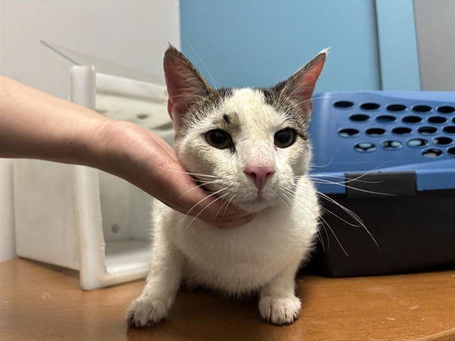 WHITEY - Domestic Short Hair available for adoption