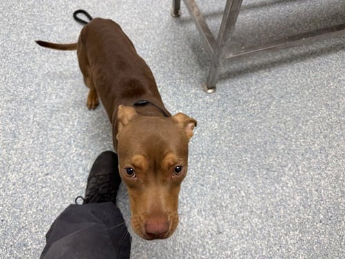 ROXY - American Pit Bull Terrier available for adoption