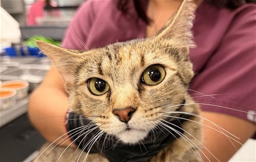 KARLEIGH - Domestic Short Hair for adoption in Garland