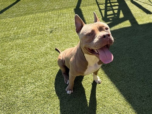 BOSCO - Pit Bull Terrier available for adoption