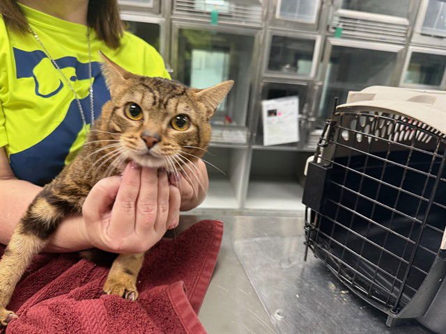 JAKE - Domestic Short Hair available for adoption