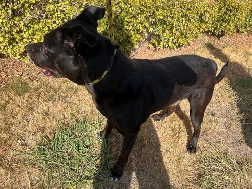 COMET - Pit Bull Terrier available for adoption
