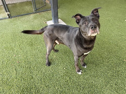 COMET - Pit Bull Terrier available for adoption