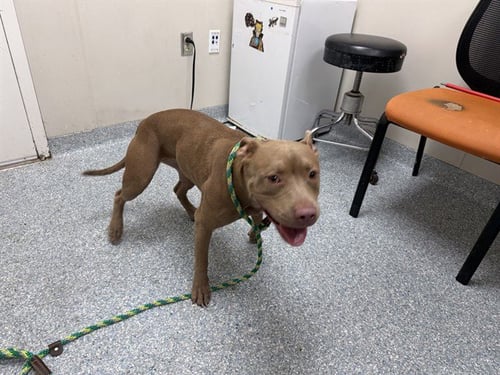 RU - American Pit Bull Terrier available for adoption