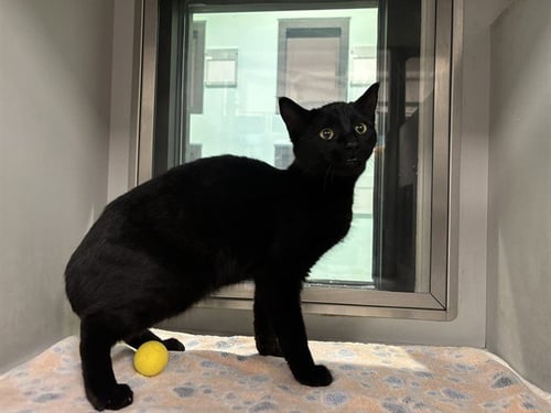 SKINNY - Domestic Short Hair available for adoption