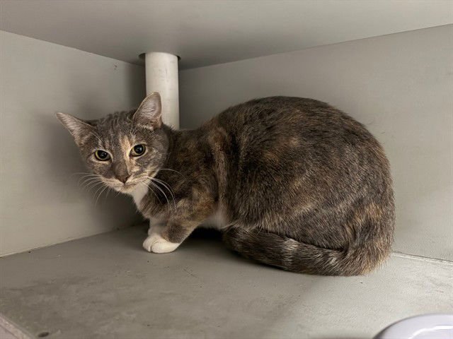 CHLOE - Domestic Short Hair available for adoption