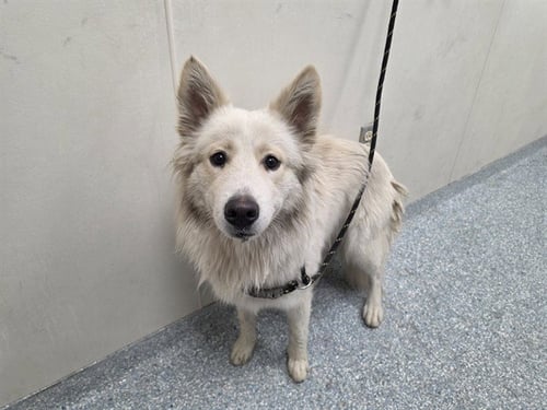 ASH - Husky available for adoption