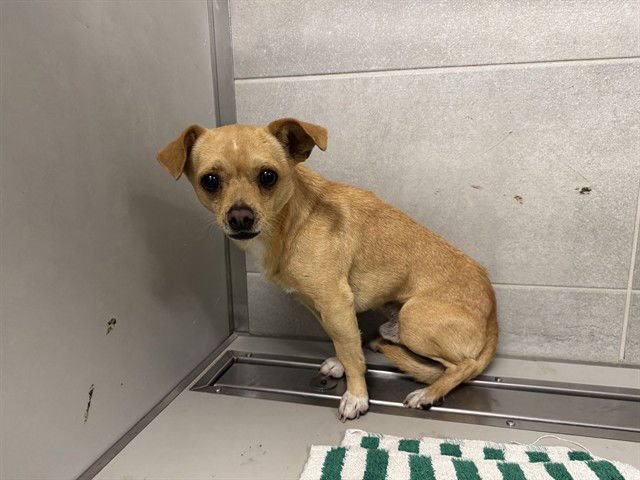 ZIGGY - Chihuahua available for adoption
