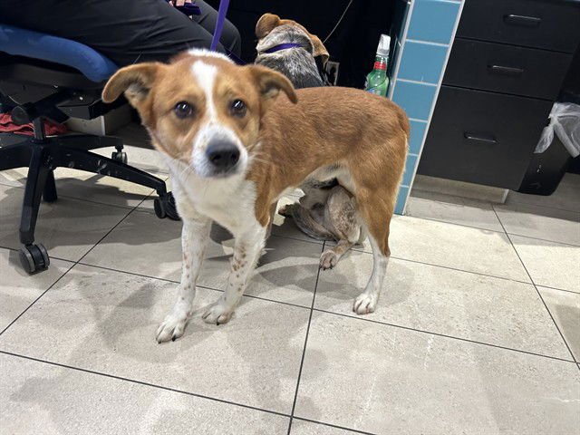 DANNY - Australian Cattle Dog/Blue Heeler available for adoption