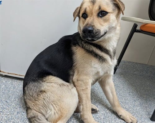 ASTRO - German Shepherd Dog available for adoption