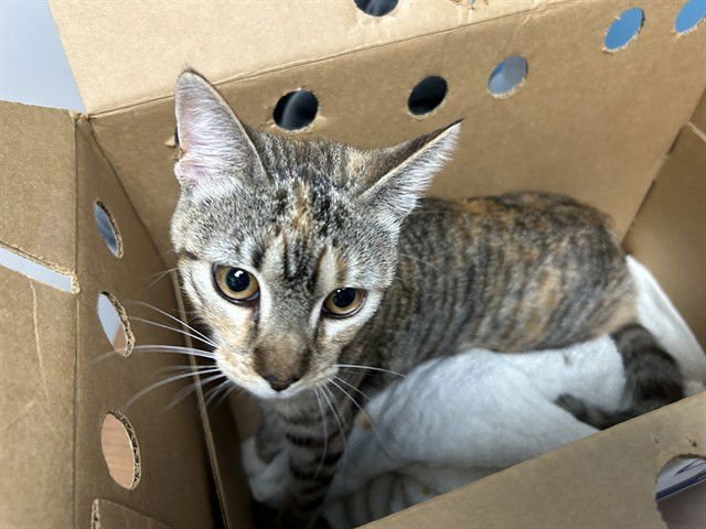 BRIA - Domestic Short Hair available for adoption