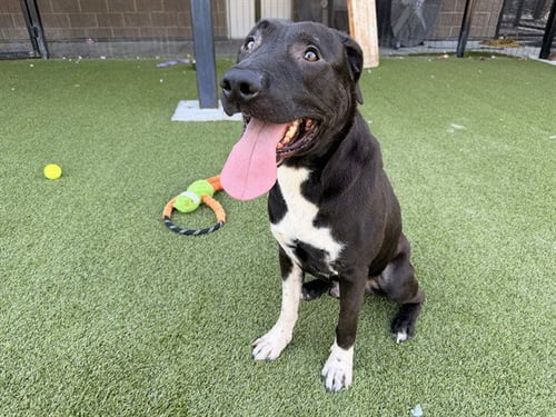 AYBIGDOG - Labrador Retriever available for adoption