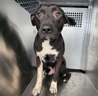 AYBIGDOG - Photo 1