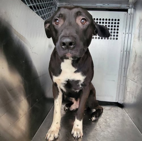 AYBIGDOG - Labrador Retriever available for adoption