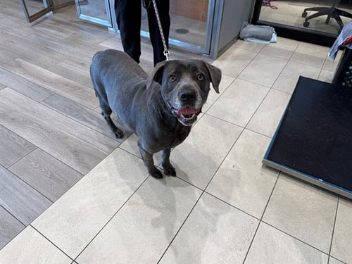 OONI - Labrador Retriever / Weimaraner available for adoption