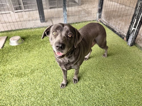 OONI - Labrador Retriever / Weimaraner available for adoption