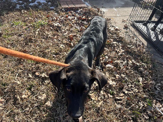 DARLA - Labrador Retriever available for adoption