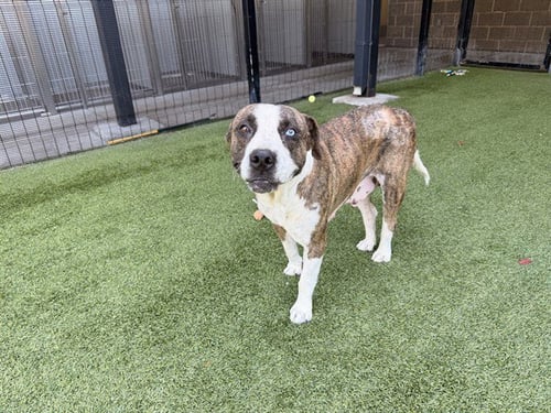 DATA - Catahoula Leopard Dog available for adoption