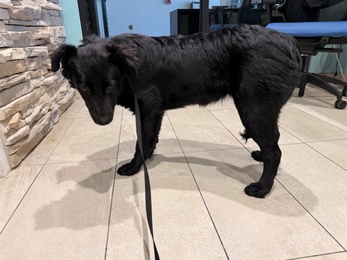 BRIDGET - Border Collie available for adoption