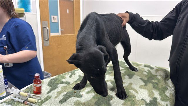 FUJI - Belgian Shepherd Malinois available for adoption