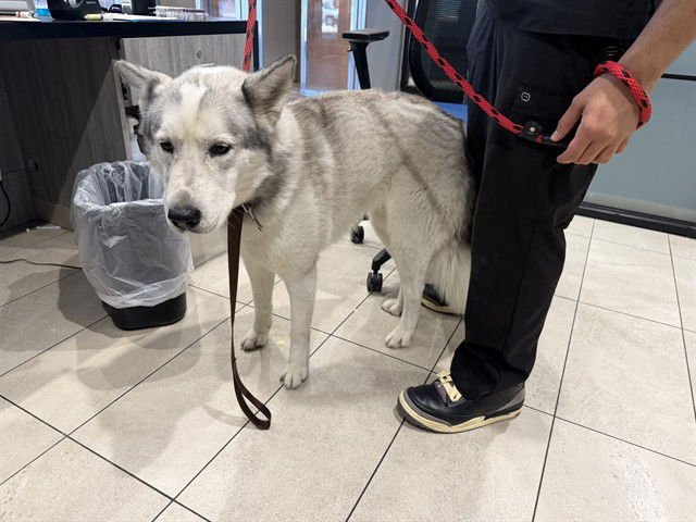 PRINCESS - Siberian Husky available for adoption