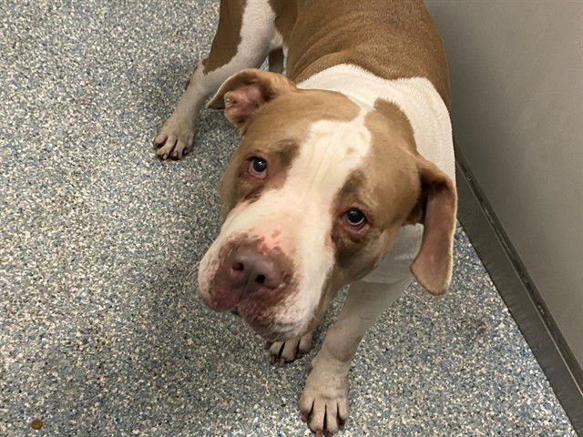 MILA - Pit Bull Terrier available for adoption