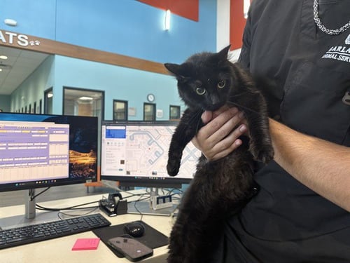 MISTY - Domestic Medium Hair available for adoption