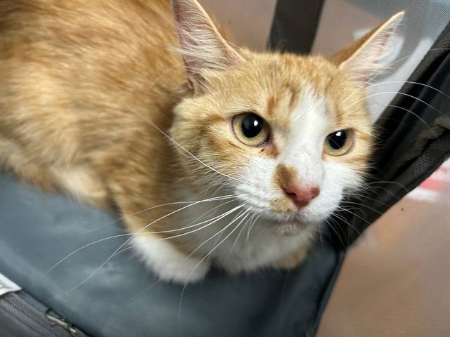 CRAMY - Domestic Short Hair available for adoption