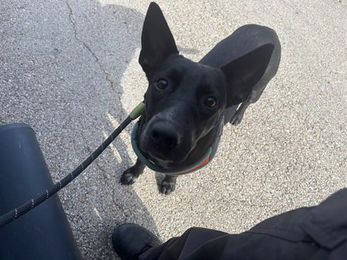 MARY PUPPINS - Labrador Retriever available for adoption