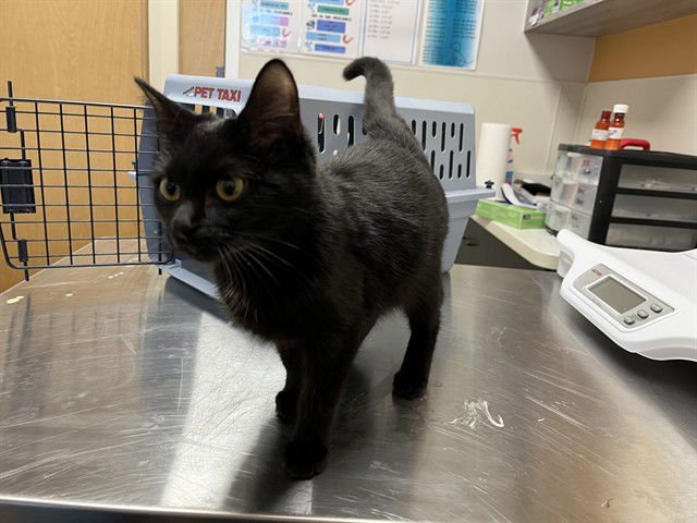 MACY - Domestic Short Hair available for adoption