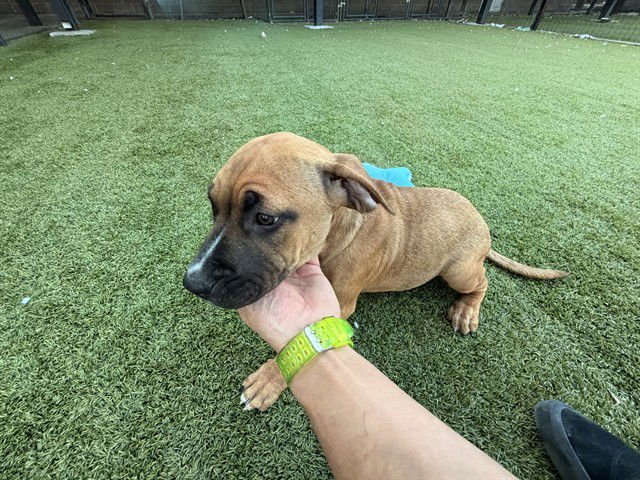 JUNE - Boxer / Pit Bull Terrier available for adoption