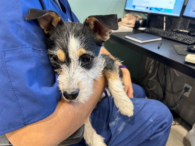 LEXUS - Parson Russell Terrier available for adoption