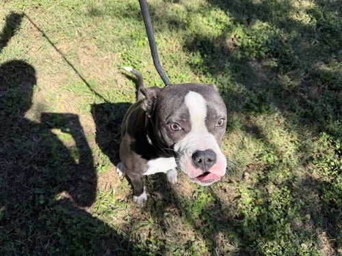 MOJO - American Pit Bull Terrier available for adoption