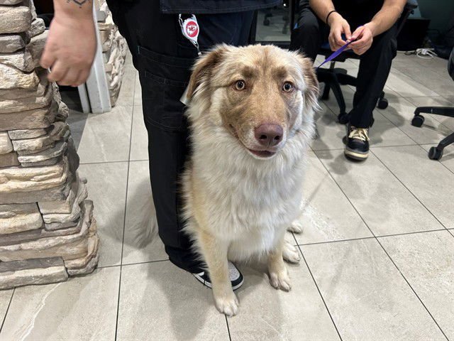 LUIGI - German Shepherd Dog / Australian Shepherd available for adoption