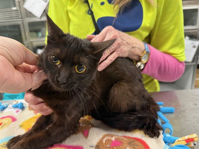 TINA - Domestic Short Hair available for adoption