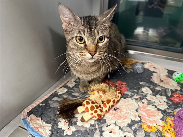 WILLA - Domestic Short Hair available for adoption