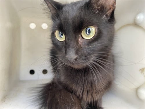 STELLAR - Domestic Medium Hair for adoption in Garland
