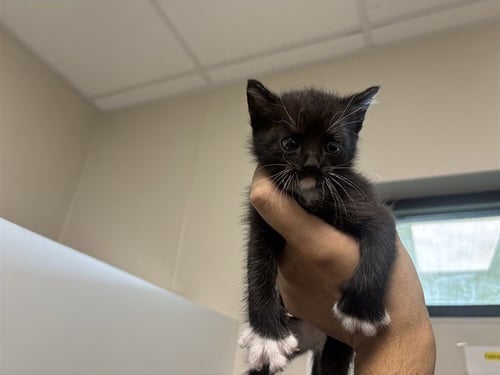 CARL - Domestic Short Hair available for adoption