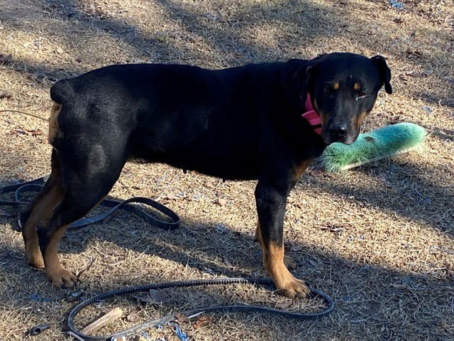 AMAYA - Rottweiler available for adoption