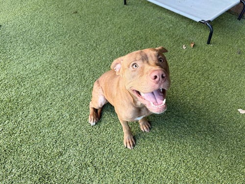 BEAR - Pit Bull Terrier available for adoption