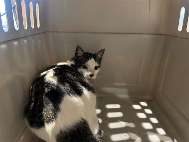 SMOKEY - Domestic Short Hair available for adoption