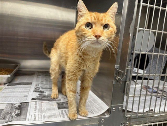 CHETO - Domestic Short Hair available for adoption