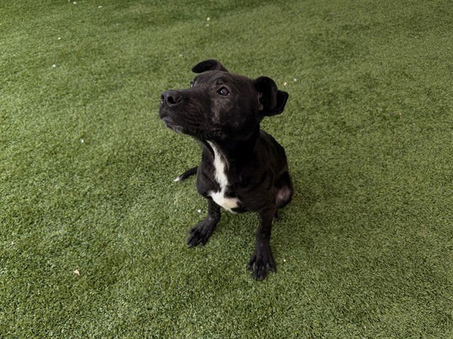 FABULOSO - Labrador Retriever available for adoption